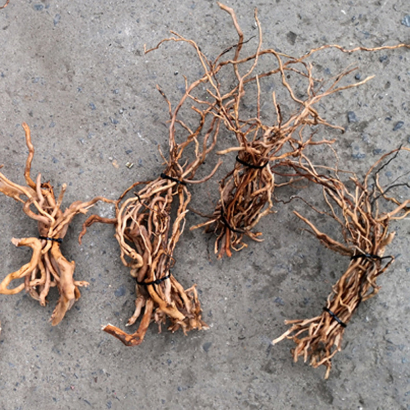 Aquarium Planted Soil - Aquarium Micro paysage bois flotté naturel