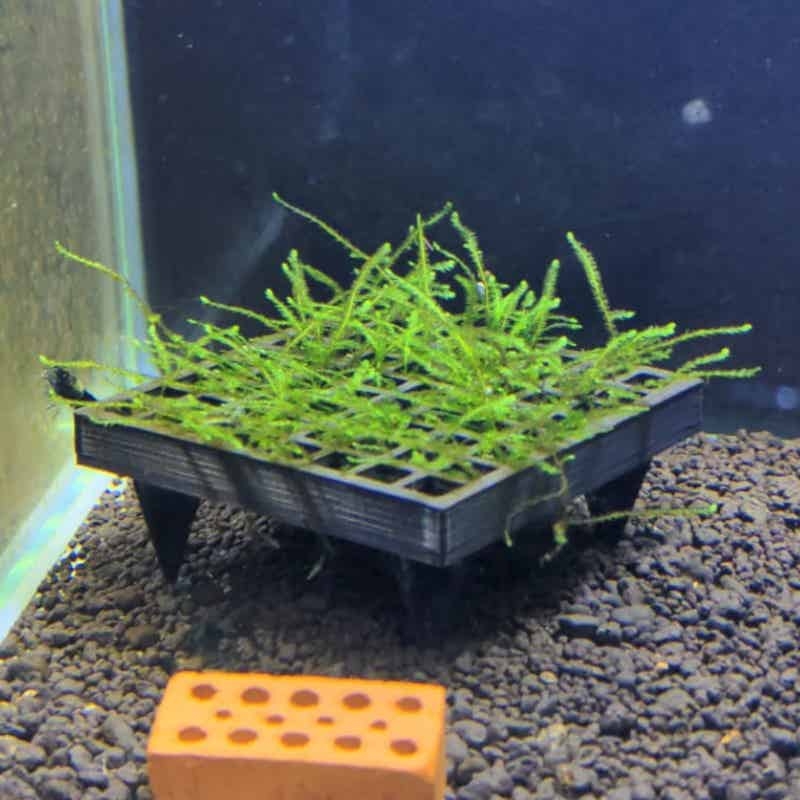 Aquarium Plant Echinodorus - Support de mousse pour aquarium, panier