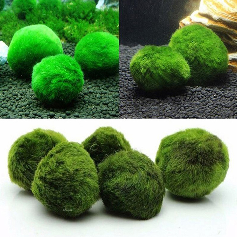 Aquarium Plant Echinodorus - Boules de mousse Marimo de 3-4