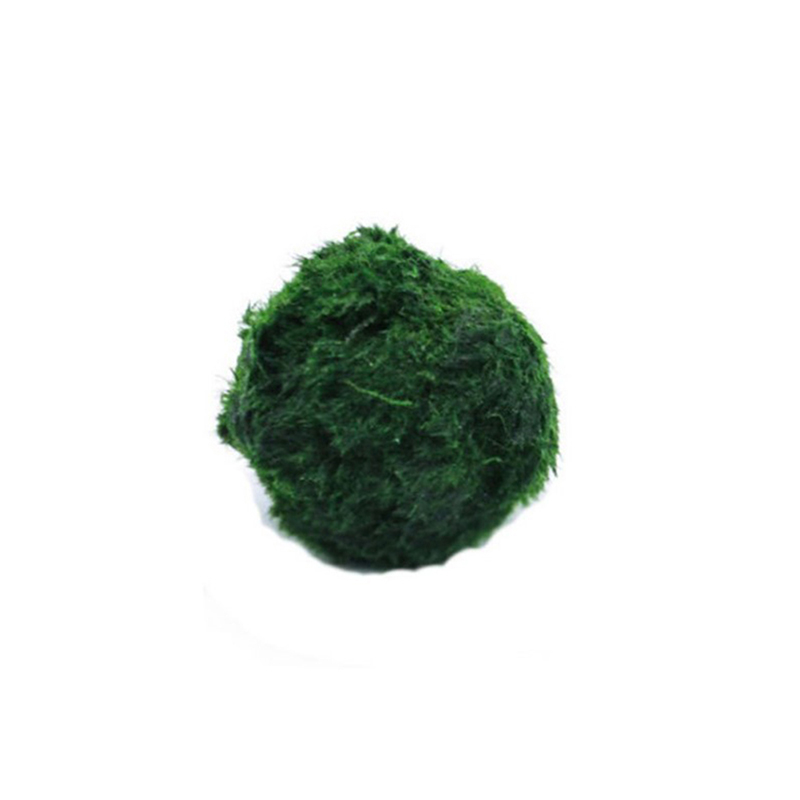 Planted Aquarium Moss - Boules de mousse Marimo, plante d'aquarium