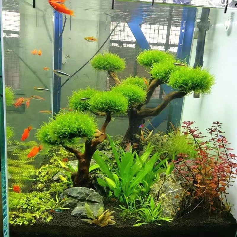 Planted Aquarium Moss - Cadre en bois de verdissement pour