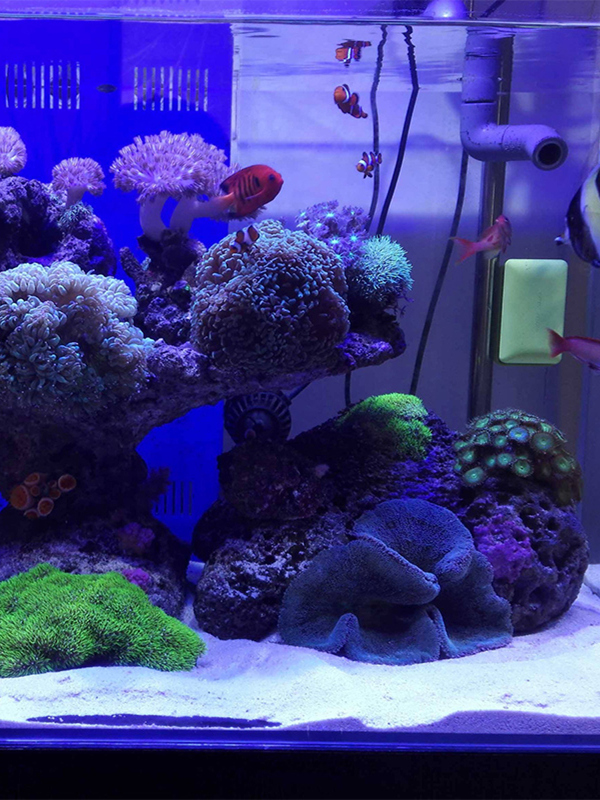 Sable blanc décoratif pour aqu - Aquarium Sand White avis et prix