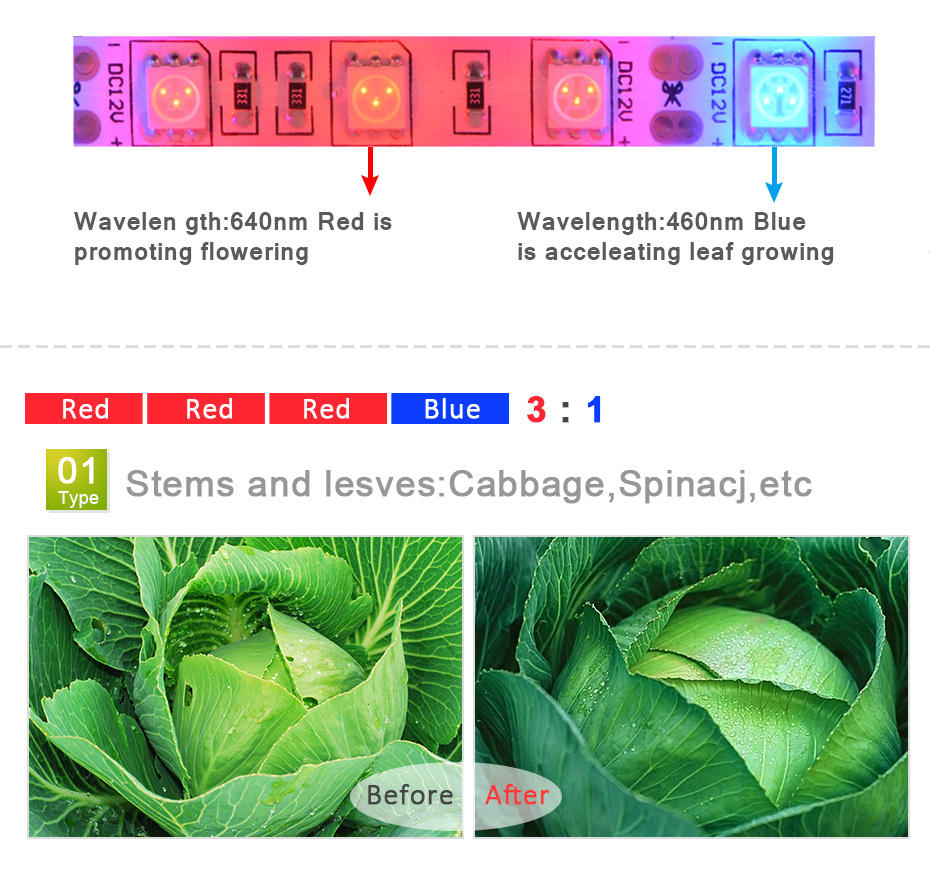 Bande lumineuse LED pour plant - Aquarium Plant Echinodorus avis et prix