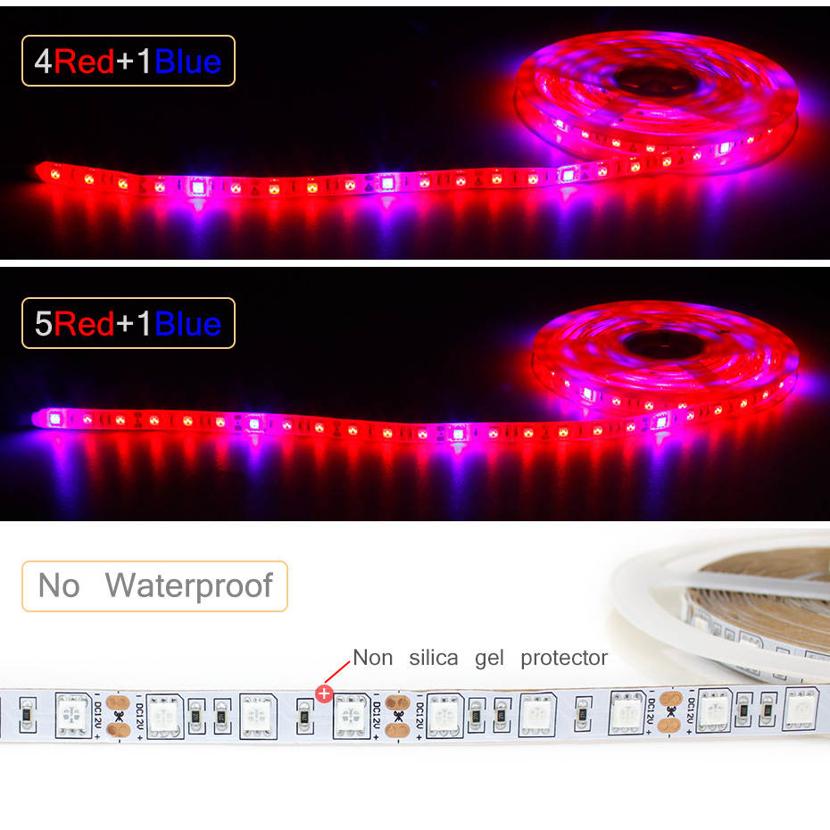 Bande lumineuse LED pour plant - Aquarium Plant Echinodorus avis et prix