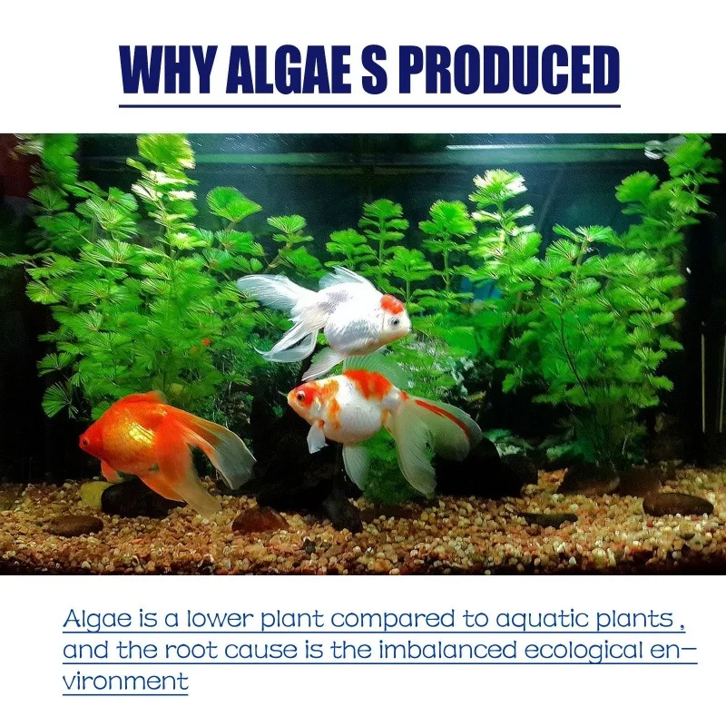 Algicide haute efficacité 50g  - Planted Aquarium Moss avis et prix