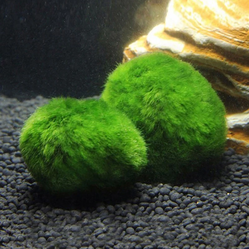 1 pièce Boules de mousse de 3- - Aquarium Plant Echinodorus avis et prix