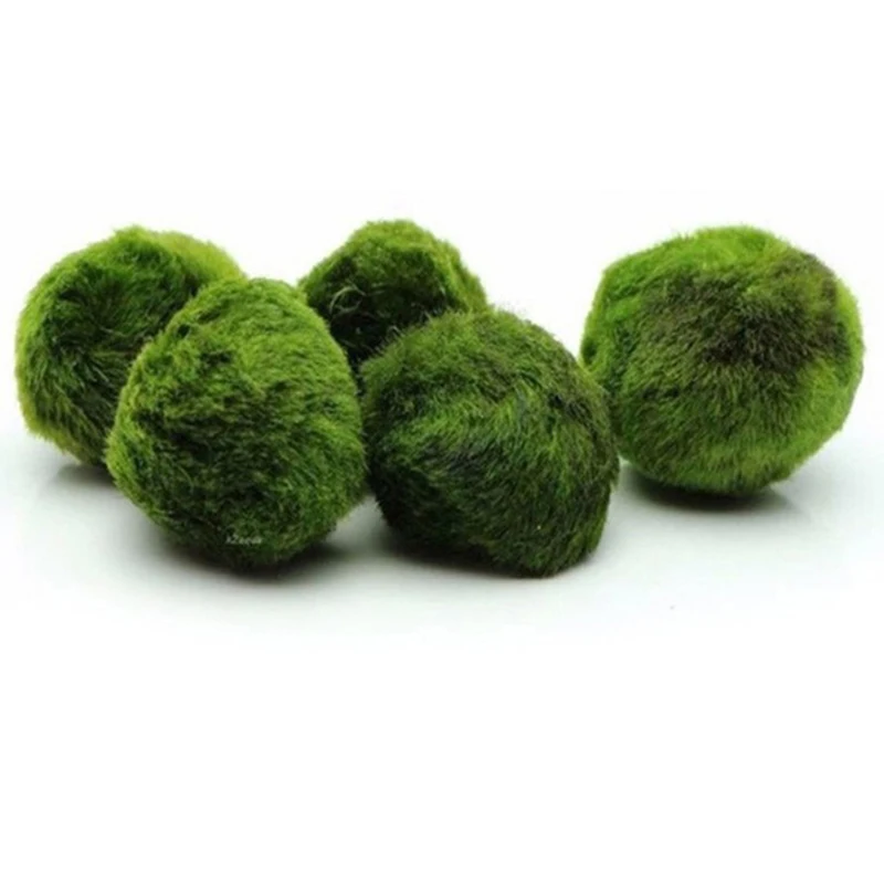 1 pièce Boules de mousse de 3- - Aquarium Plant Echinodorus avis et prix