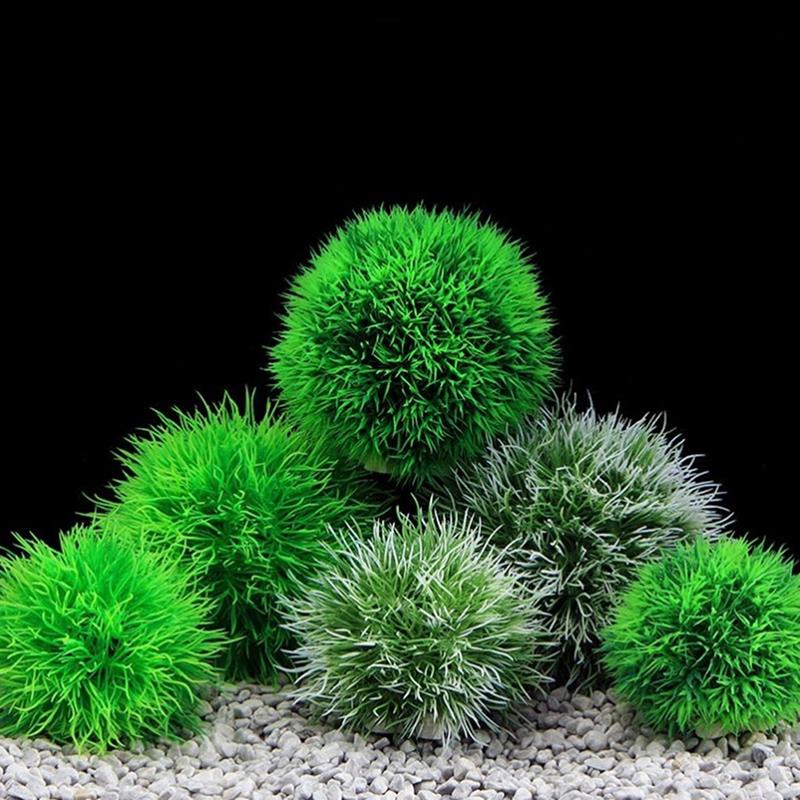 Marimo Moss IkLive Aquarium Pl - Aquarium Plant Echinodorus avis et prix