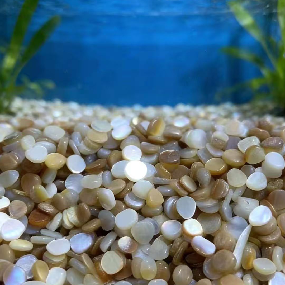 50 pièces de mosaïque de coqui - Aquarium Sand White avis et prix