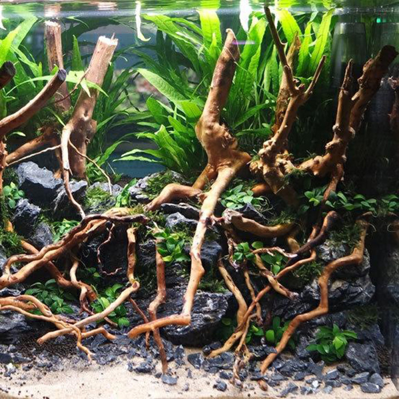 Aquarium Micro paysage bois fl - Aquarium Planted Soil avis et prix