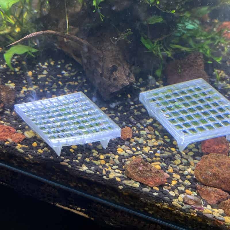 Support de mousse pour aquariu - Aquarium Plant Echinodorus avis et prix