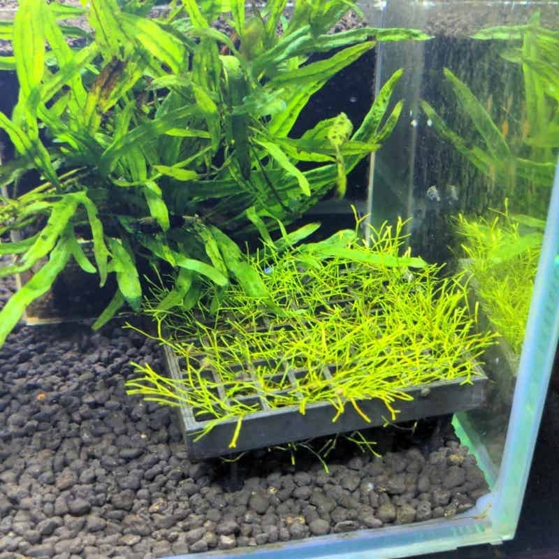 Support de mousse pour aquariu - Aquarium Plant Echinodorus avis et prix