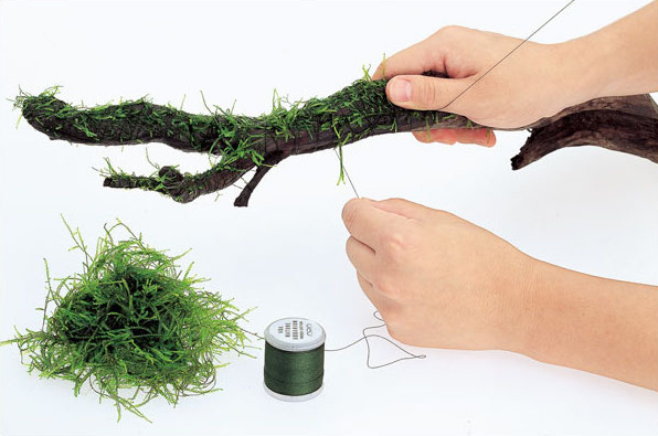 Décor d'aquarium en bois flott - Aquarium Plant Echinodorus avis et prix
