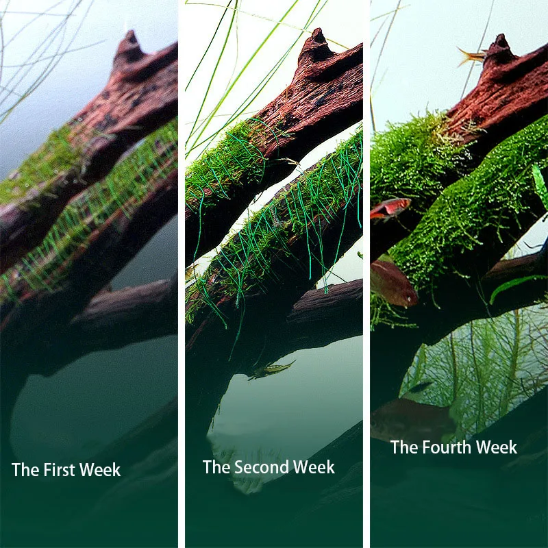 Décor d'aquarium en bois flott - Aquarium Plant Echinodorus avis et prix