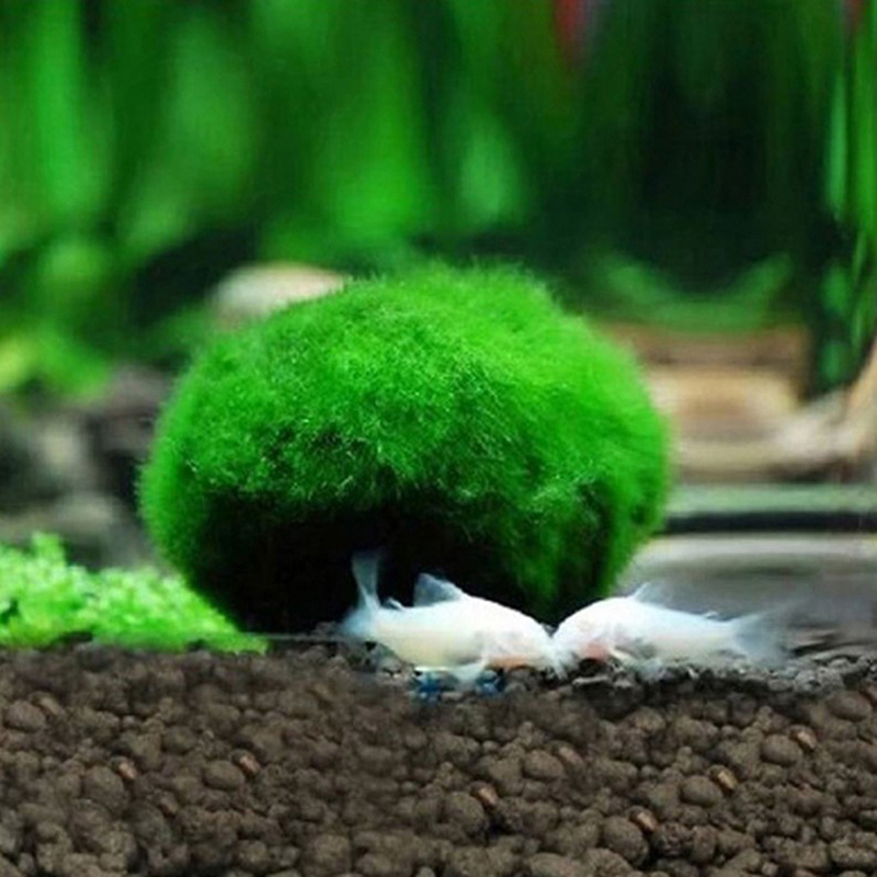 Boules de mousse Marimo de 3-4 - Aquarium Plant Echinodorus avis et prix