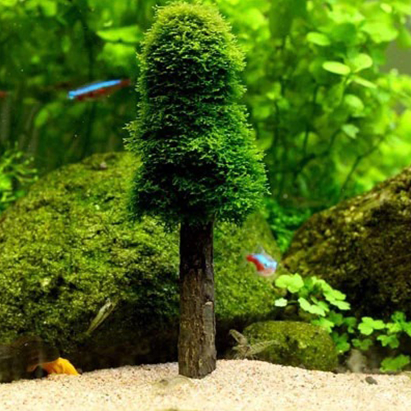 Décor de paysage précieux pour - Planted Aquarium Moss avis et prix