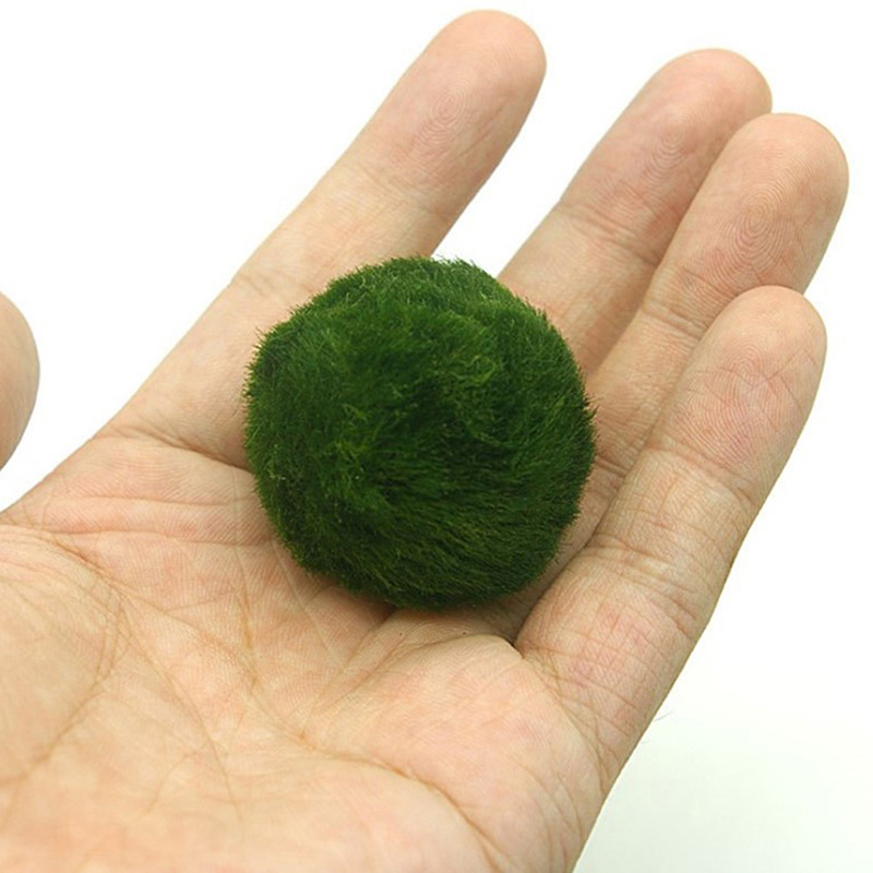 Boules de mousse Marimo, plant - Planted Aquarium Moss avis et prix