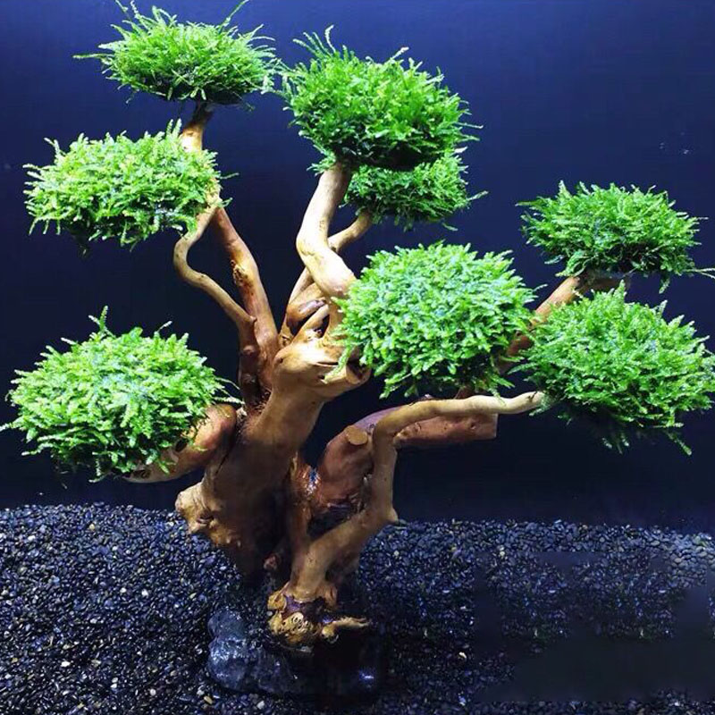Cadre en bois de verdissement  - Planted Aquarium Moss avis et prix
