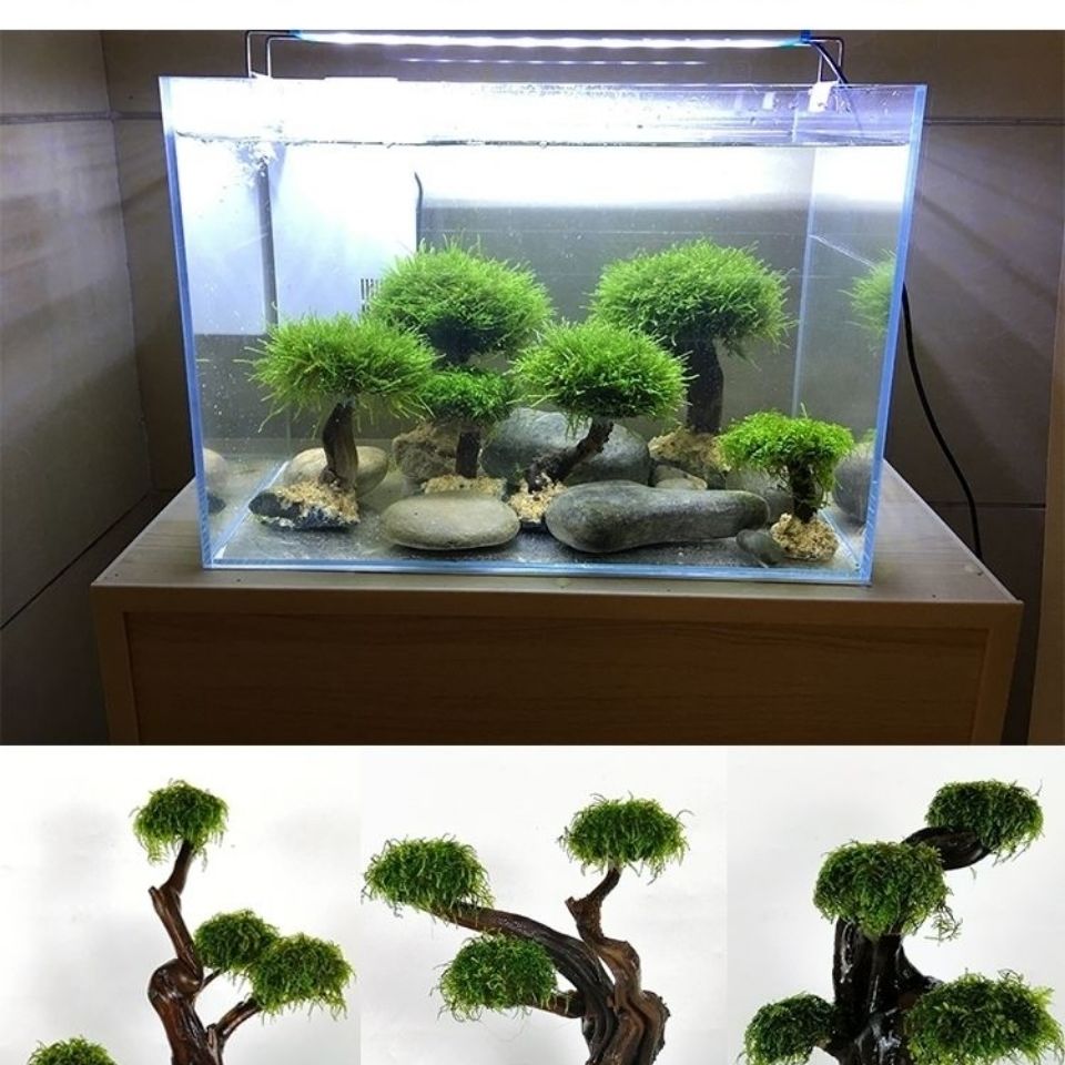 Cadre en bois de verdissement  - Planted Aquarium Moss avis et prix