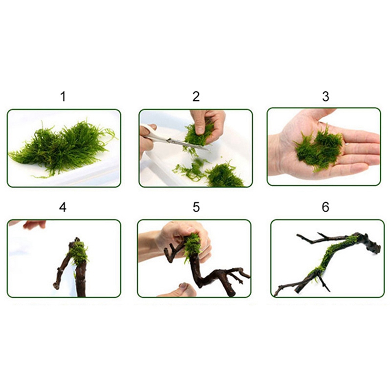Ligne de liaison en mousse à m - Aquarium Plant Echinodorus avis et prix