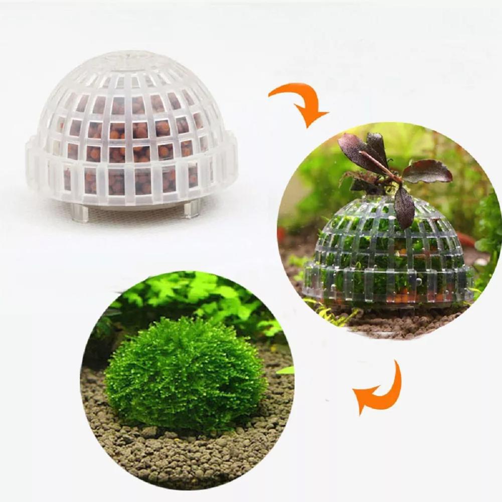 Fournitures aquatiques pour an - Aquarium Plant Echinodorus avis et prix