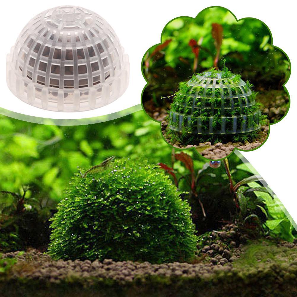 Fournitures aquatiques pour an - Aquarium Plant Echinodorus avis et prix