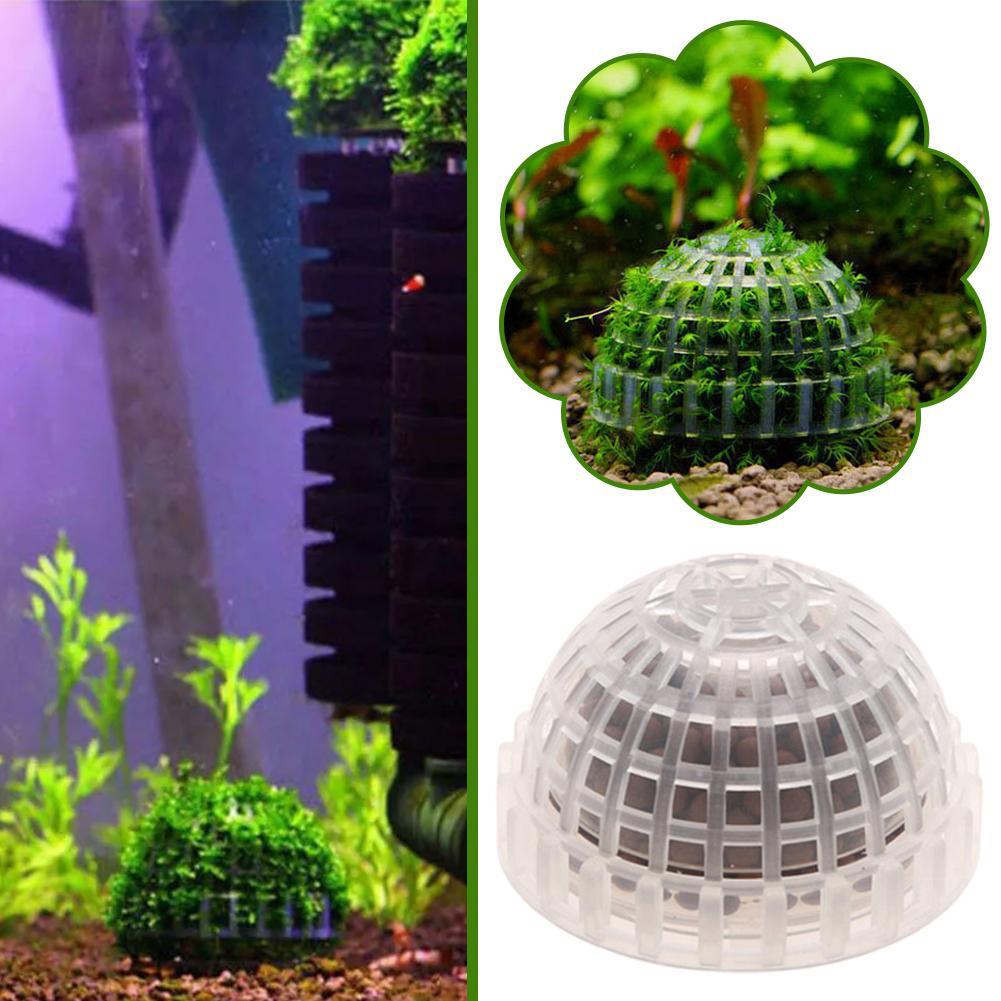 Fournitures aquatiques pour an - Aquarium Plant Echinodorus avis et prix