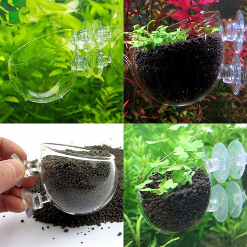 Tasse à intervalles en verre a - Planted Aquarium Moss avis et prix