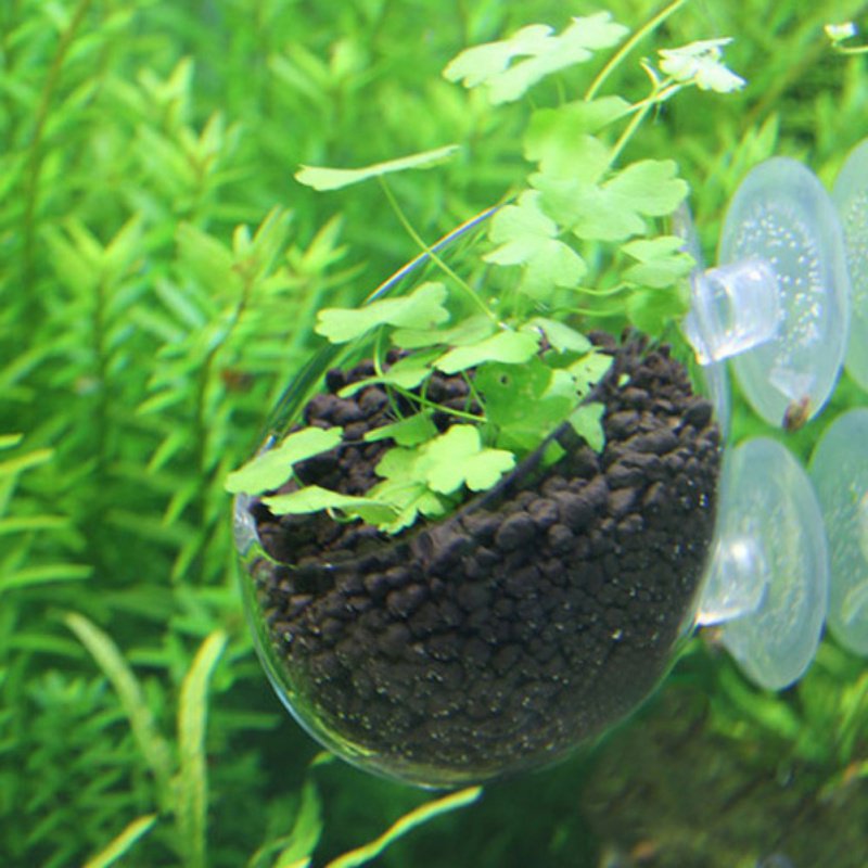 Tasse à intervalles en verre a - Planted Aquarium Moss avis et prix
