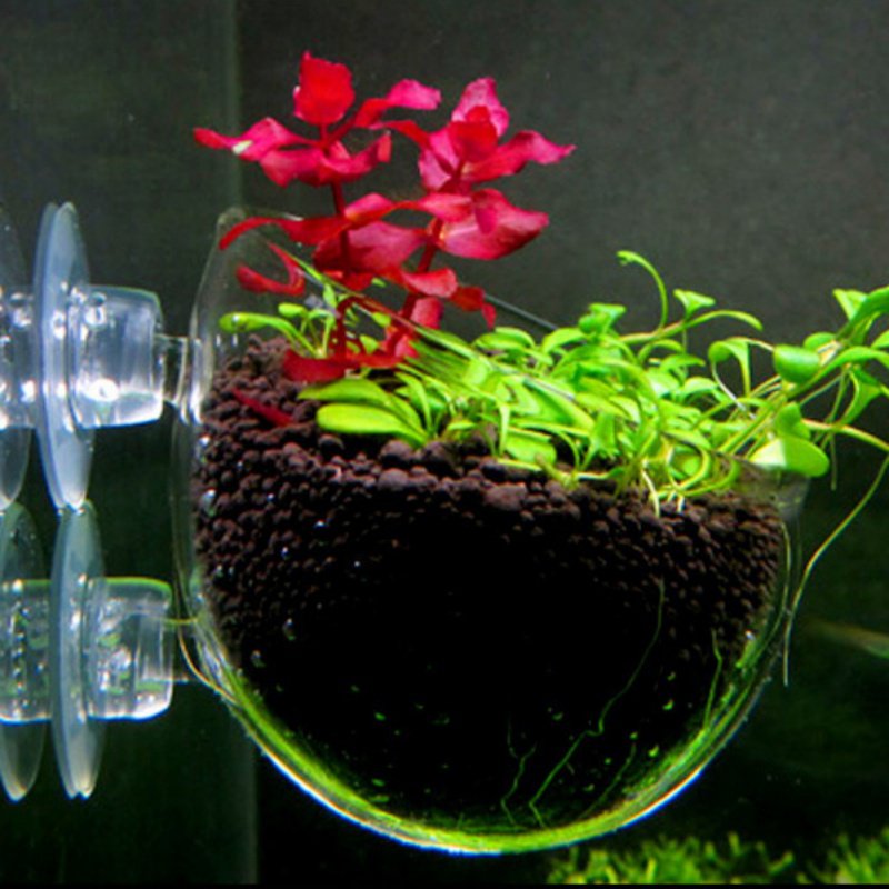 Tasse à intervalles en verre a - Planted Aquarium Moss avis et prix