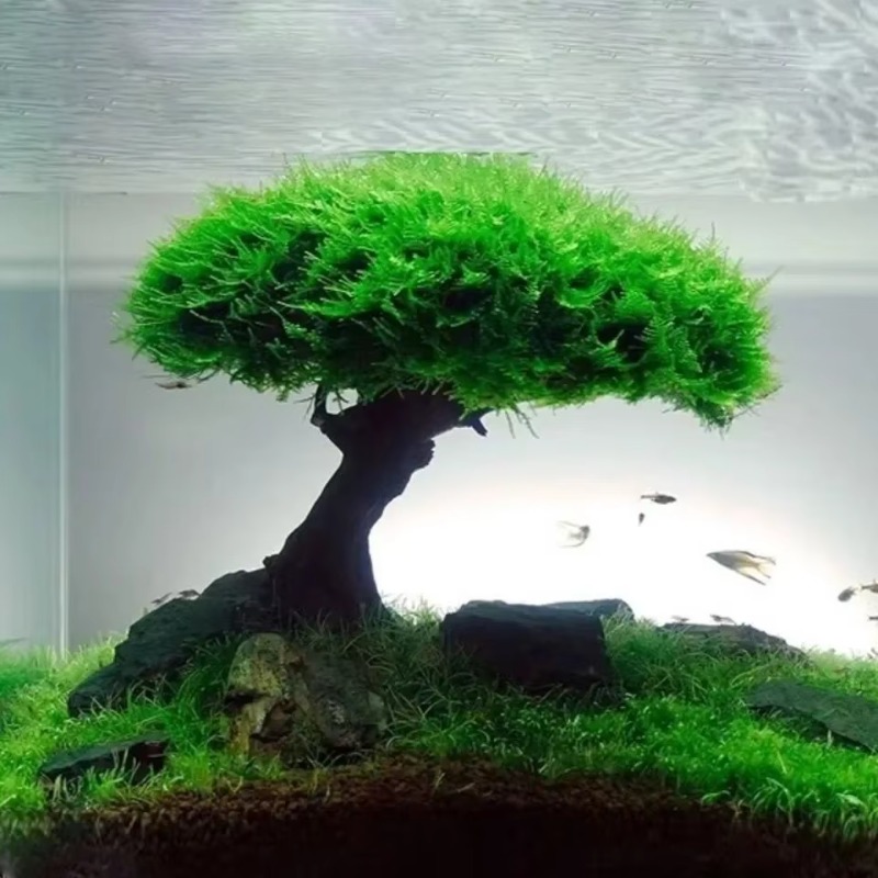 Plante d'aquarium en bois, déc - Planted Aquarium Without Fish avis et prix