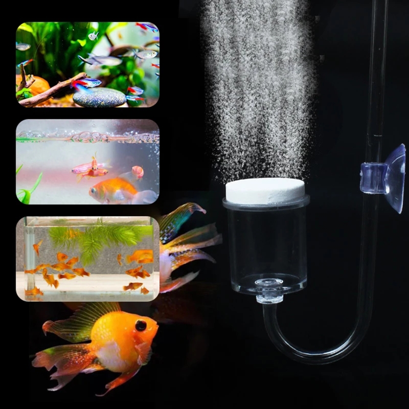 Diffuseur de CO2 pour aquarium - Aquarium Plant Echinodorus avis et prix